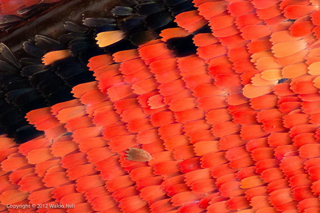 Butterfly scales