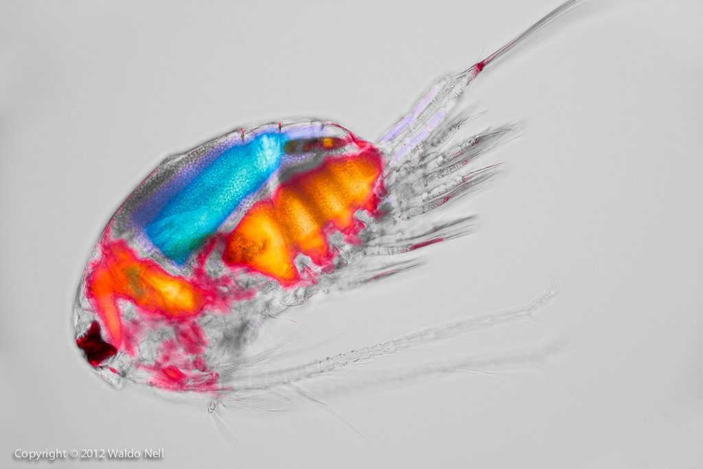 Copepod under polarized lighting with quarter wave plate