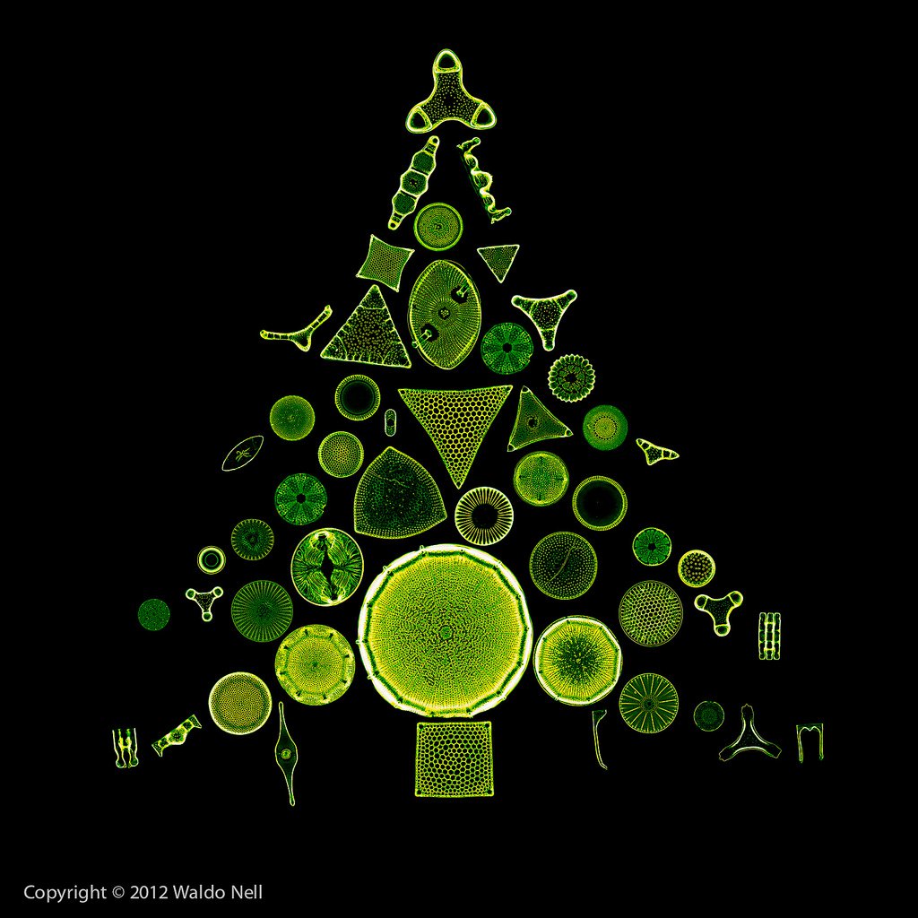 Oamaru diatoms arranged in a christmas tree