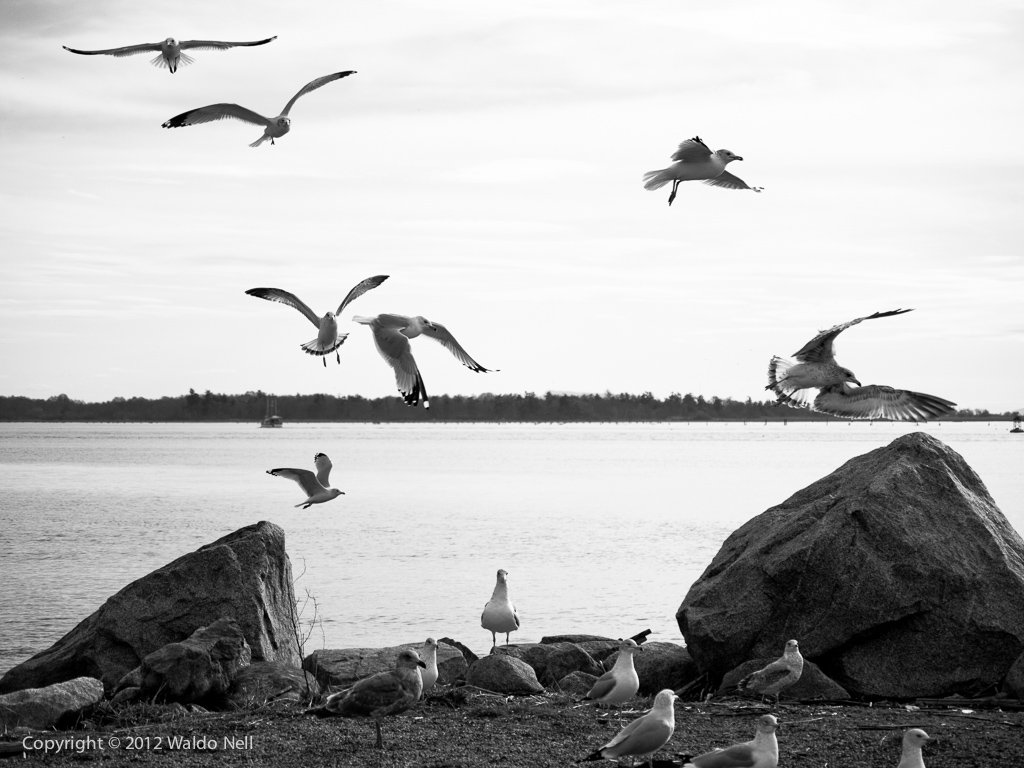 Seagulls @ Steveston - 12MP Panasonic Lumix DMC-GF1, 45-200mm Lens