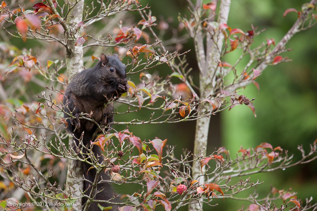 Squirrel in Surrey