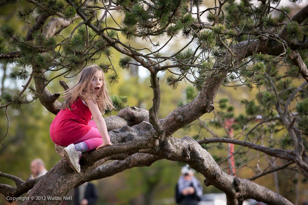 First tree climbed