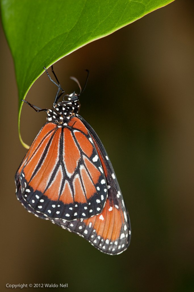 Monarch Butterfly - 21MP Canon EOS 1Ds Mark III, EF 100mm F2.8 Macro