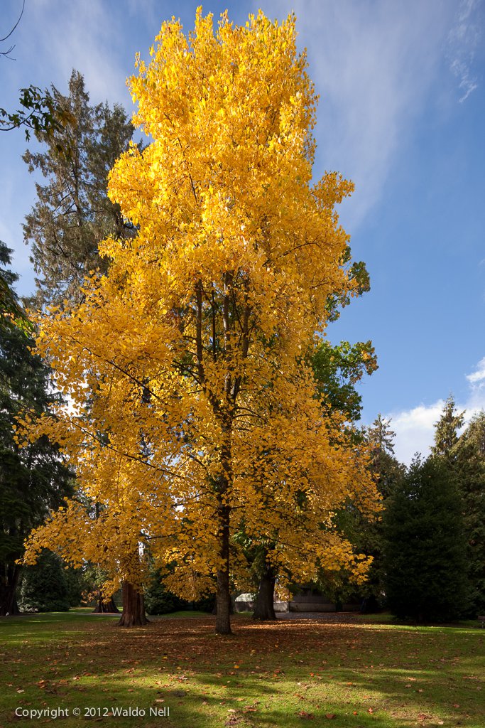 Fall Tree, Stanley Park - 21MP Canon EOS 1Ds Mark III, TS-E 17mm F4 L Lens