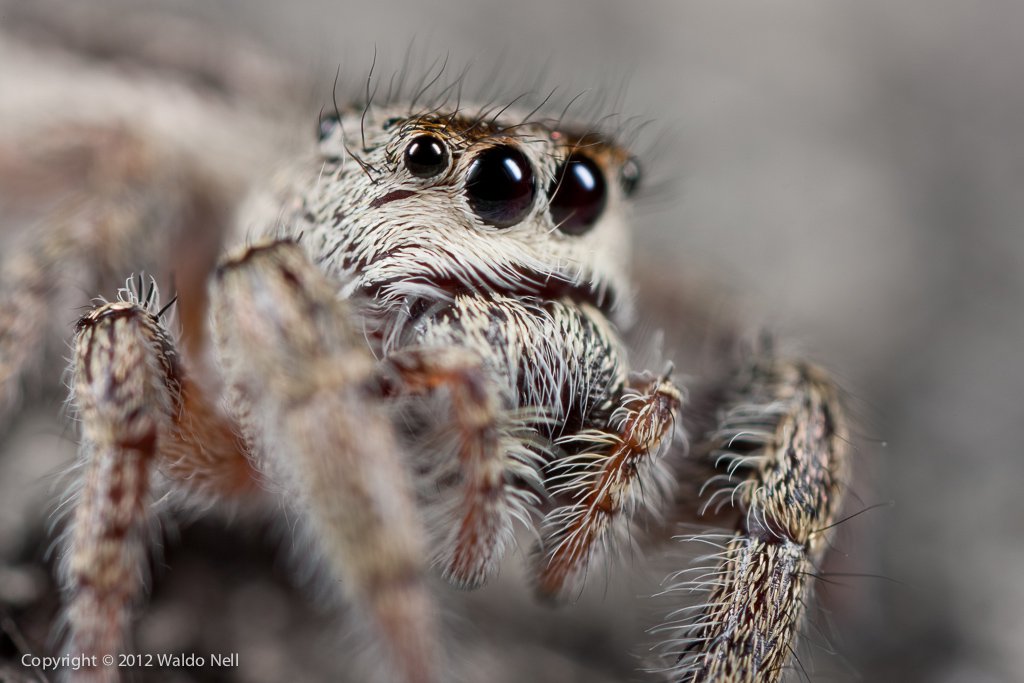 Jumping Spider - 21MP Canon EOS 1Ds Mark III, MP-E 65mm Lens