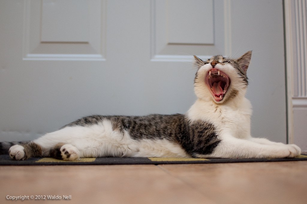 Swiper my cat yawning - 12.3MP Nikon D90