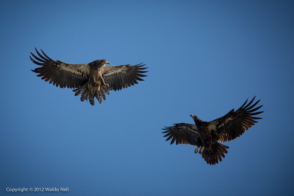 Bald Eagle 2 - 5D3