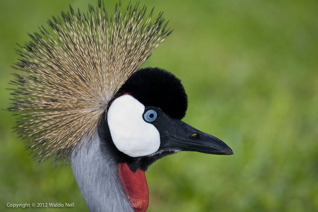 Crowned Crane - 8MP Canon EOS 1D Mark II