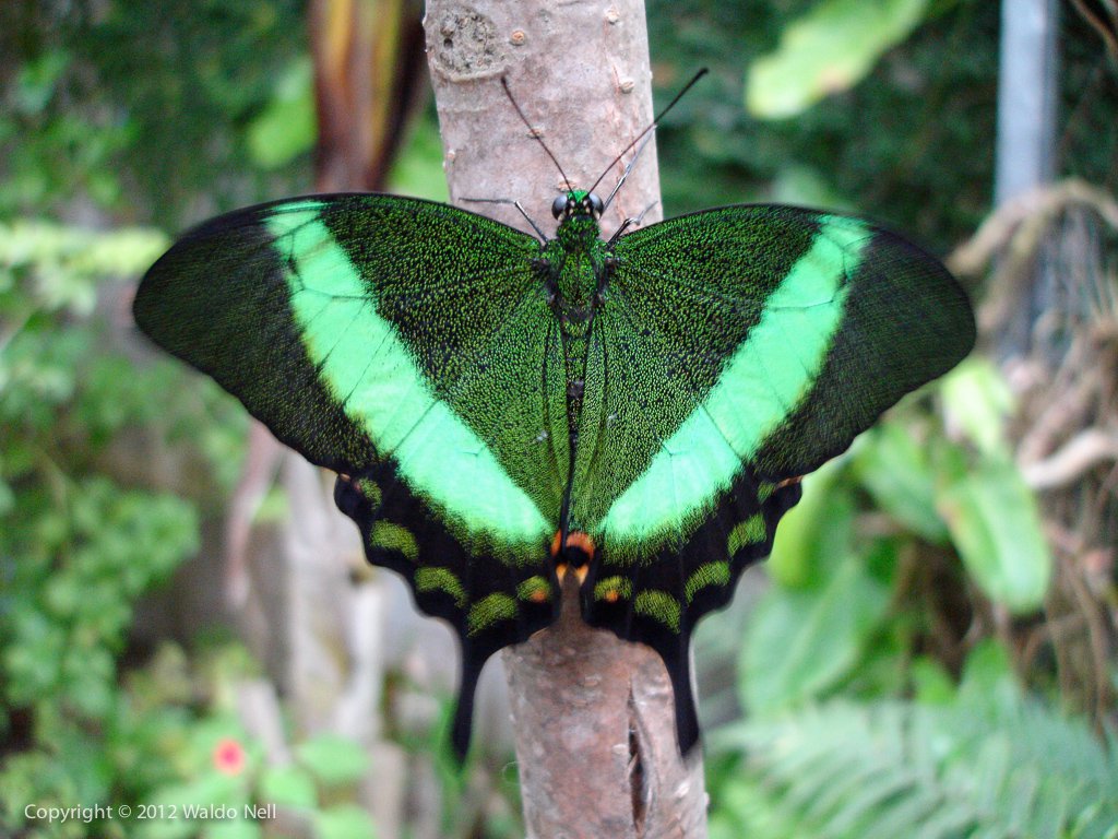 Butterfly - 7.1MP Sony DSC-P200