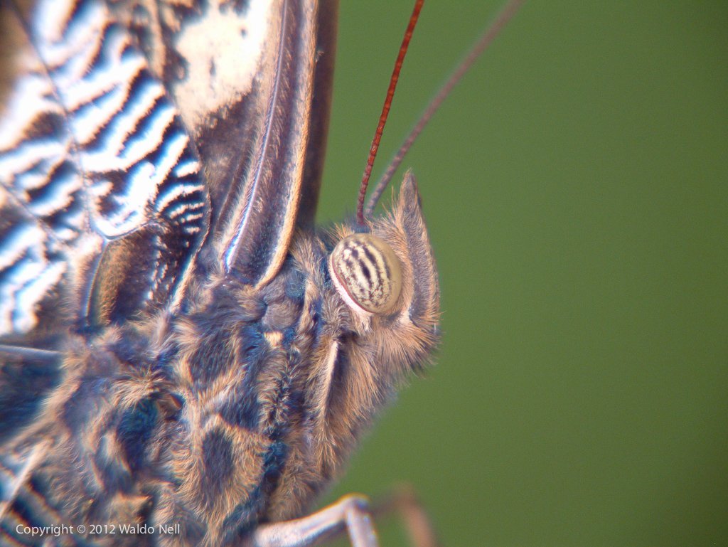 Butterfly Eye - 6MP FujiFilm FinePix S602 Zoom