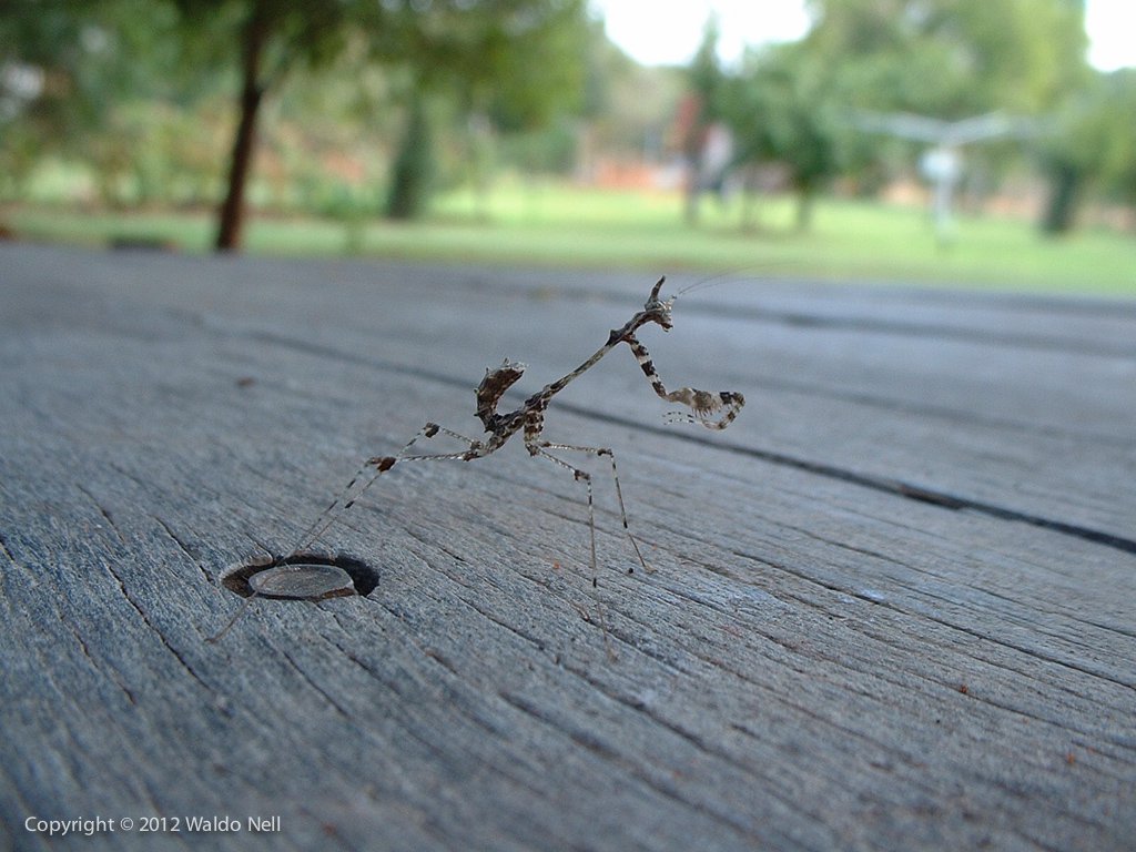 Preying Mantis - 2MP FujiFilm FinePix 2400Zoom