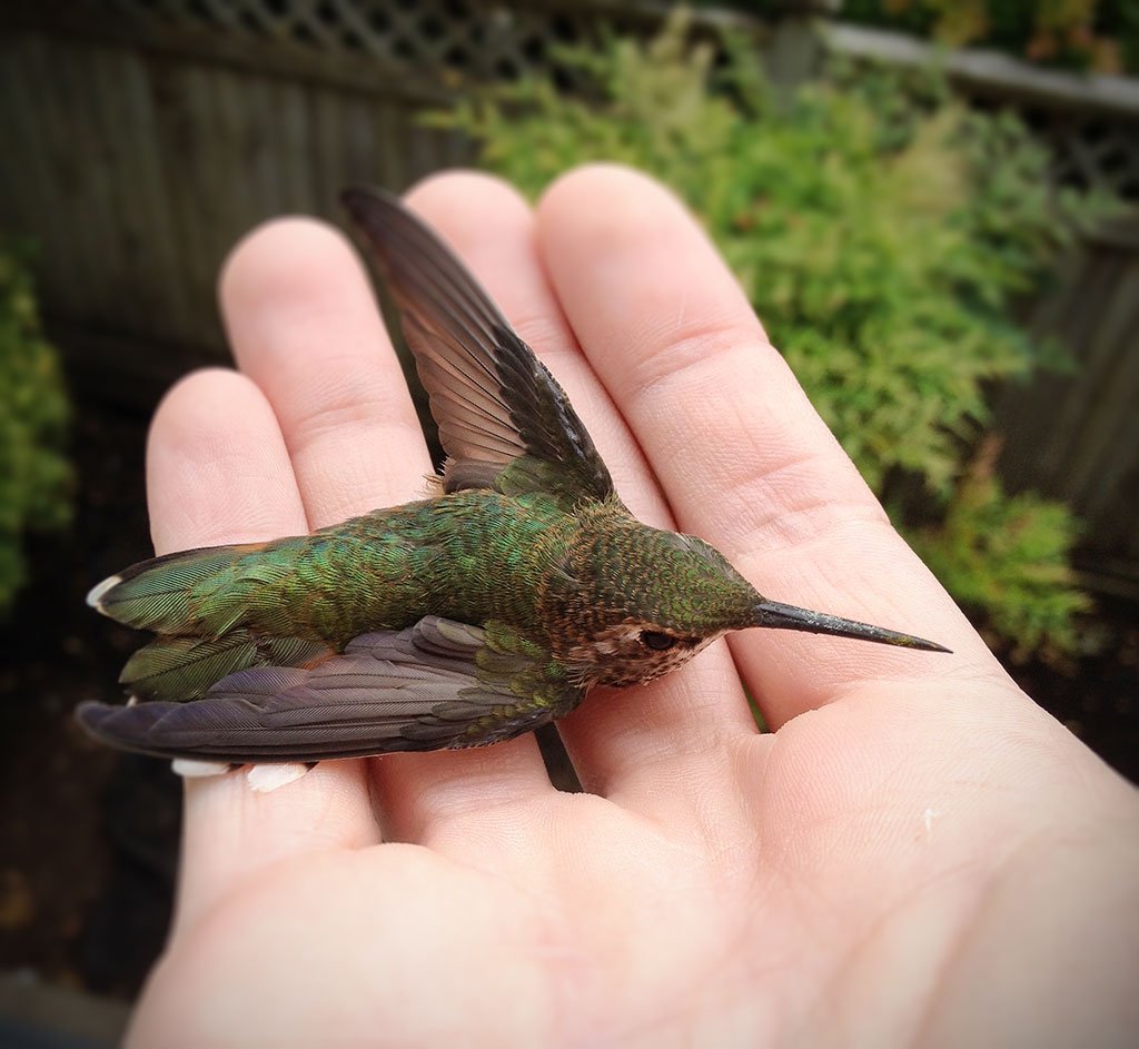 Hummingbird