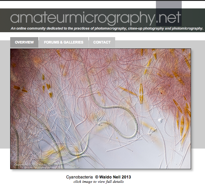 Front page of Amateurmicrography.net