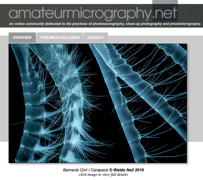 Front page of Amateurmicrography.net - Barnacle Cirri