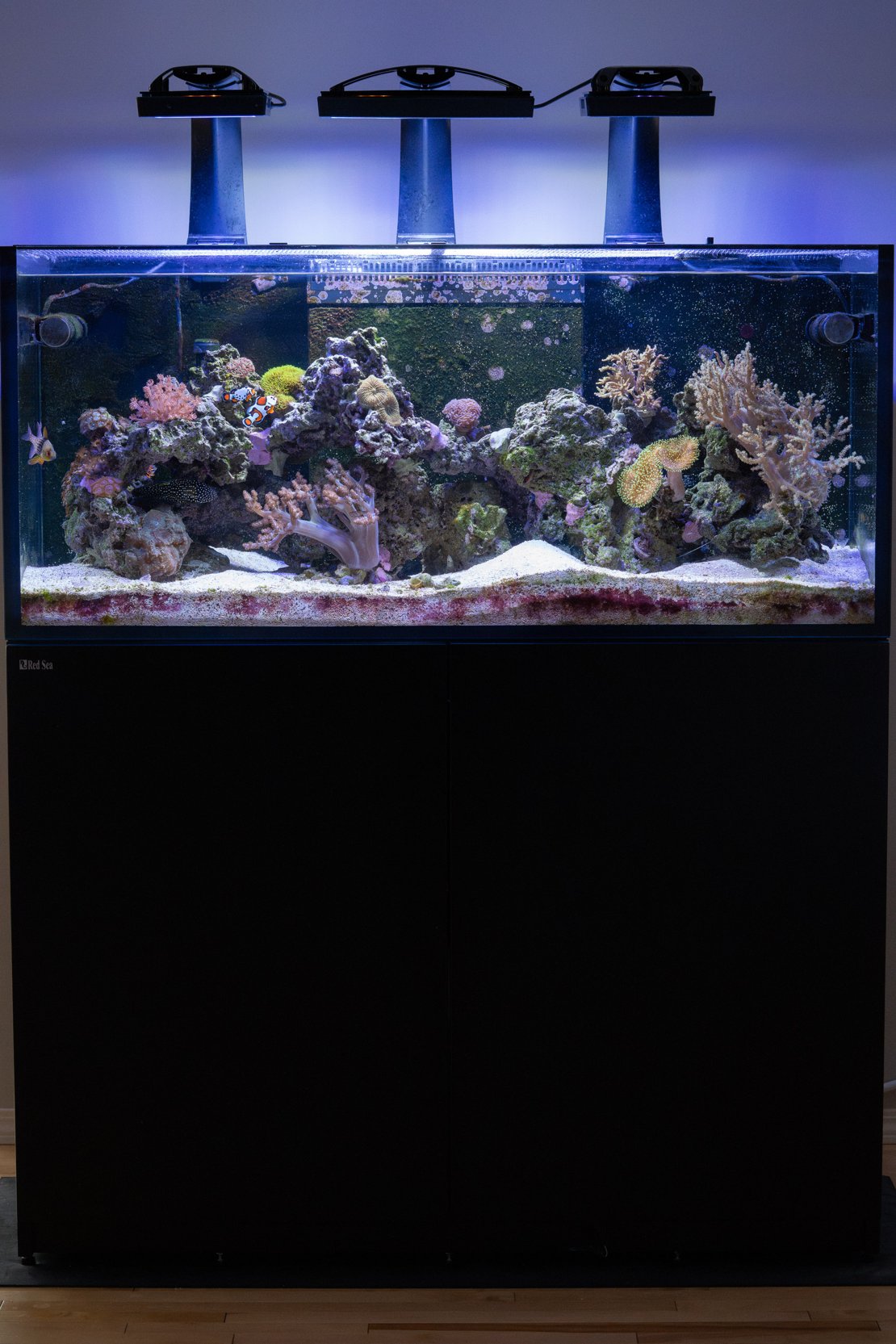 91g Reef