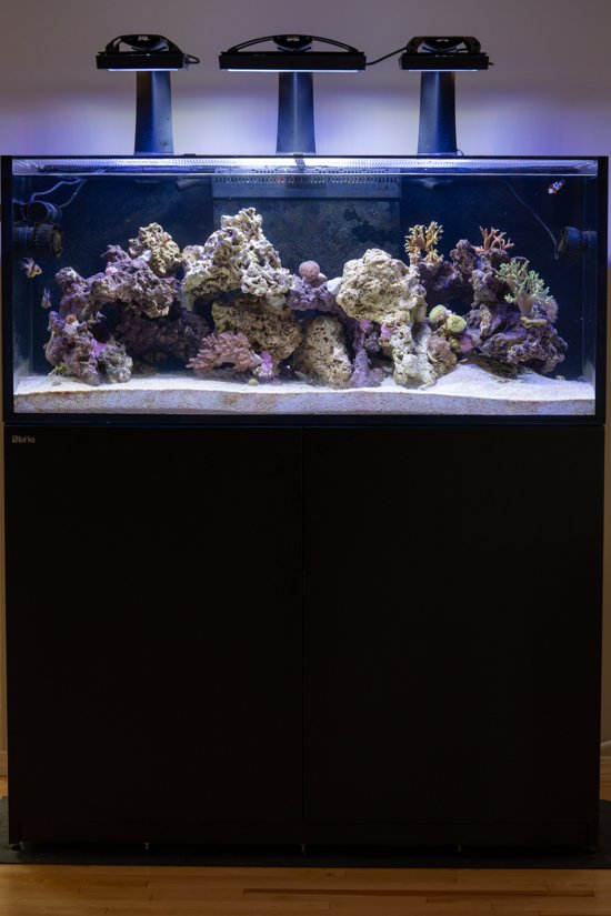 91g Reef